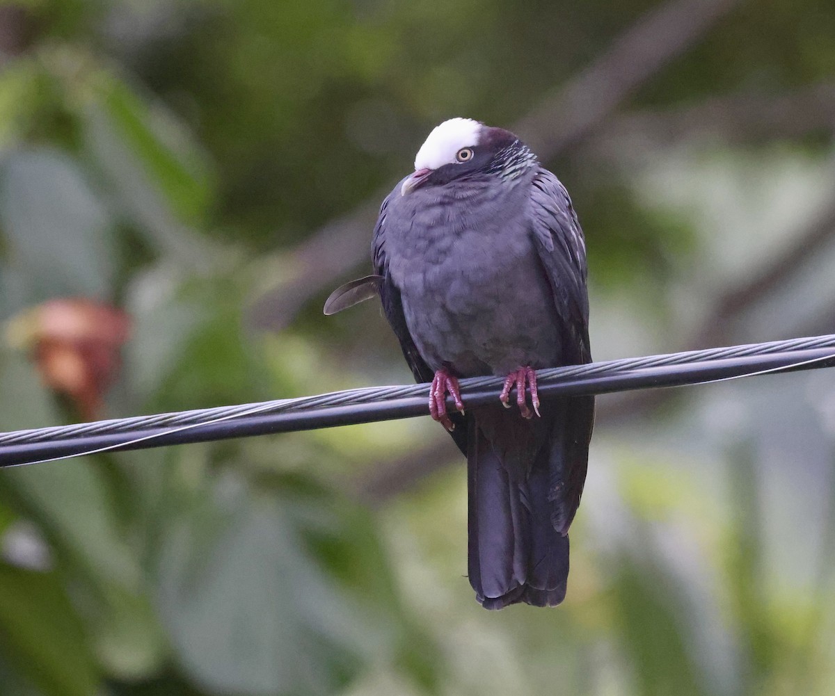 holub antilský - ML647856168