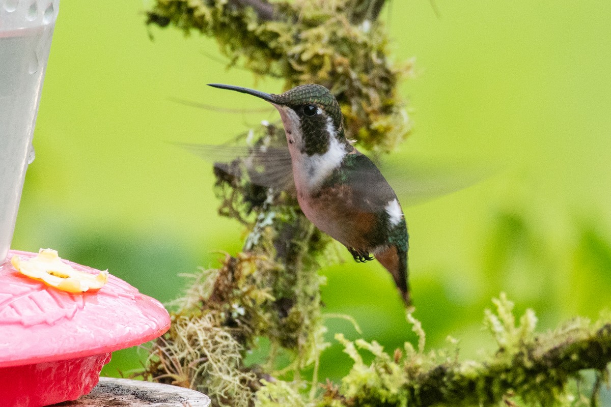 Ak Göbekli Ormanyıldızı - ML647856170