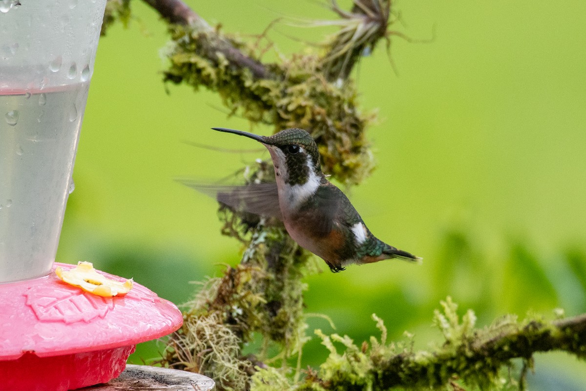 Ak Göbekli Ormanyıldızı - ML647856172