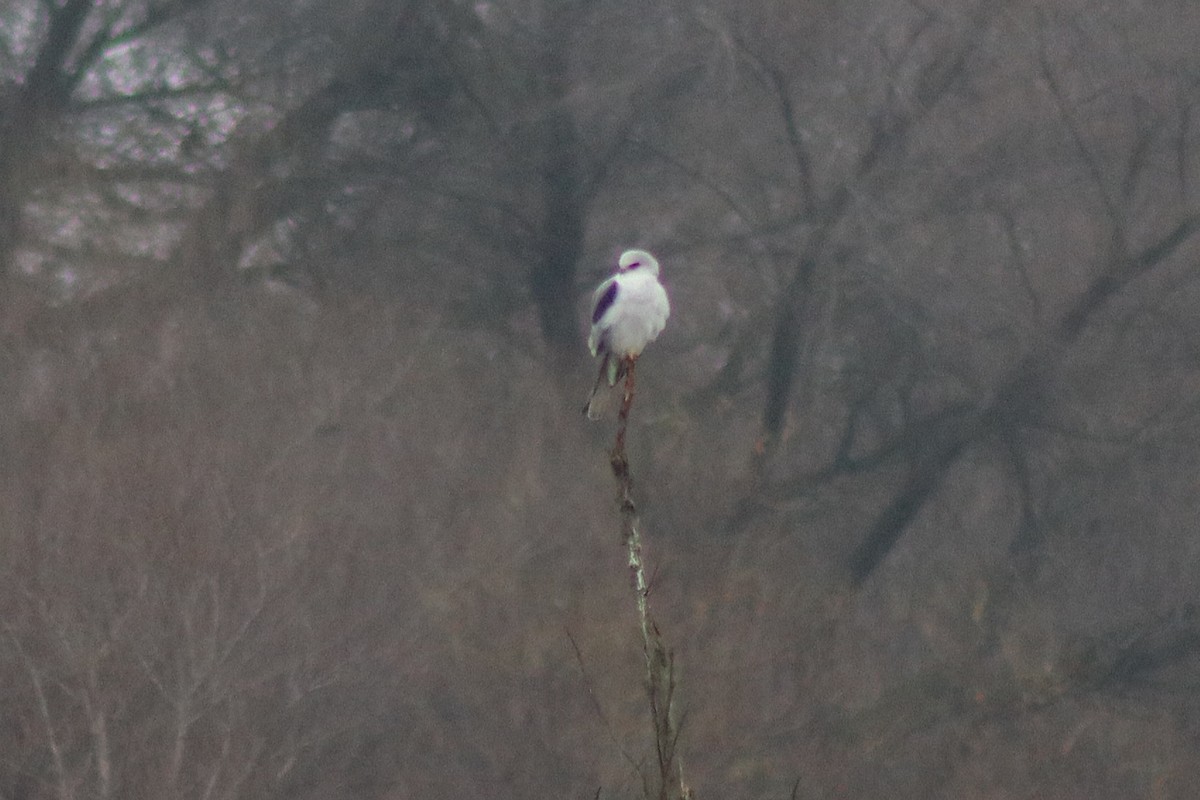 White-tailed Kite - ML647856179