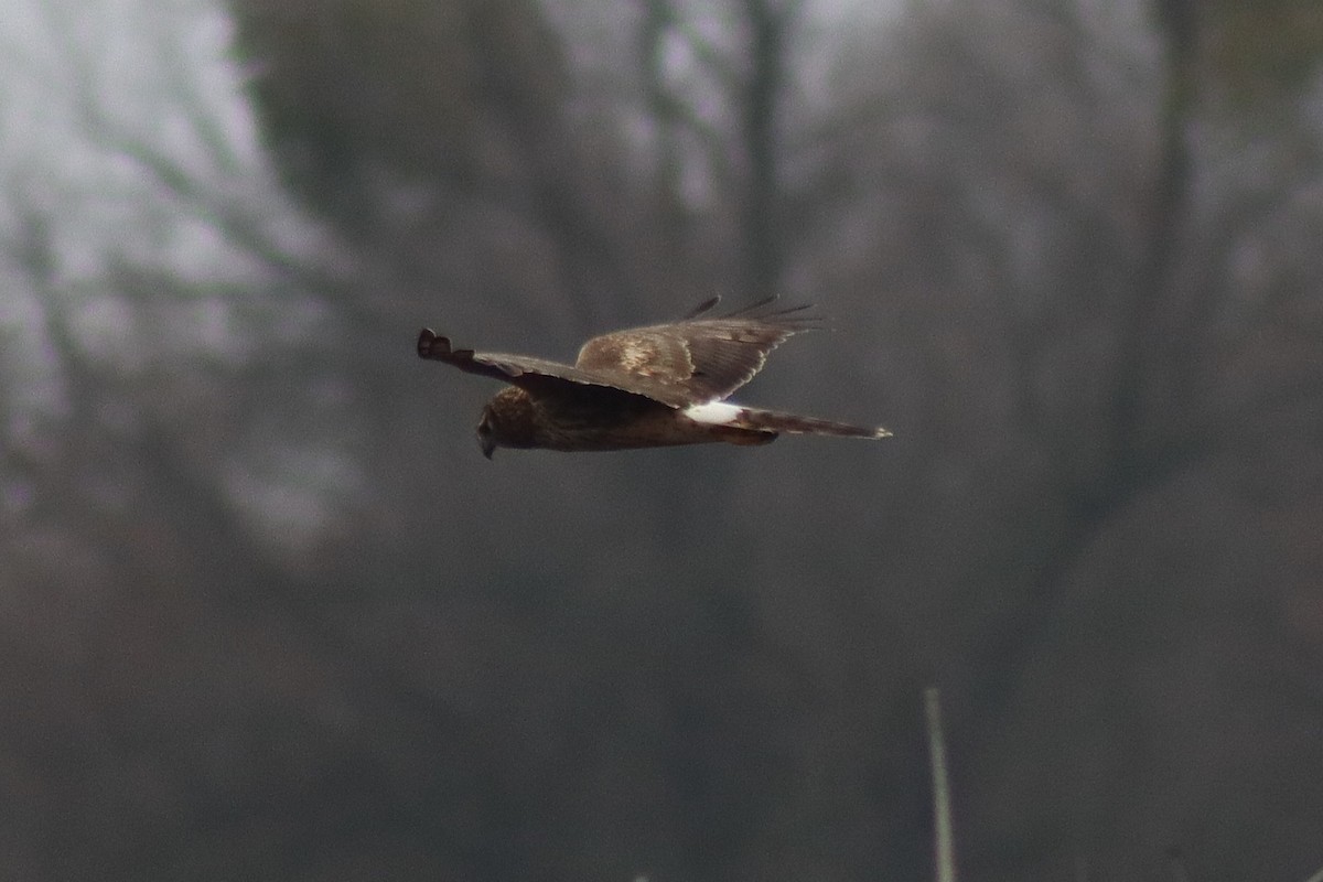 Northern Harrier - ML647856187