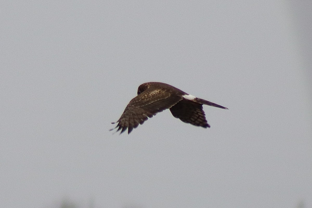 Northern Harrier - ML647856188