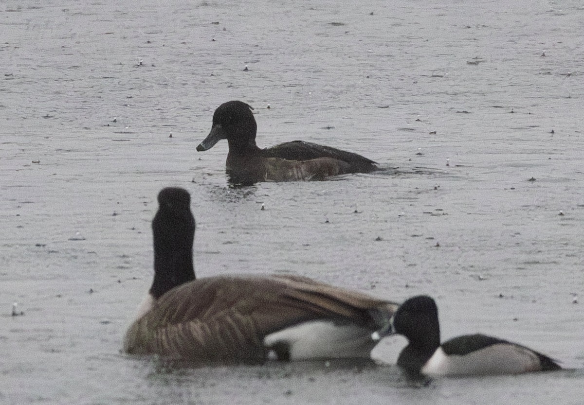 Tufted Duck - ML647856207