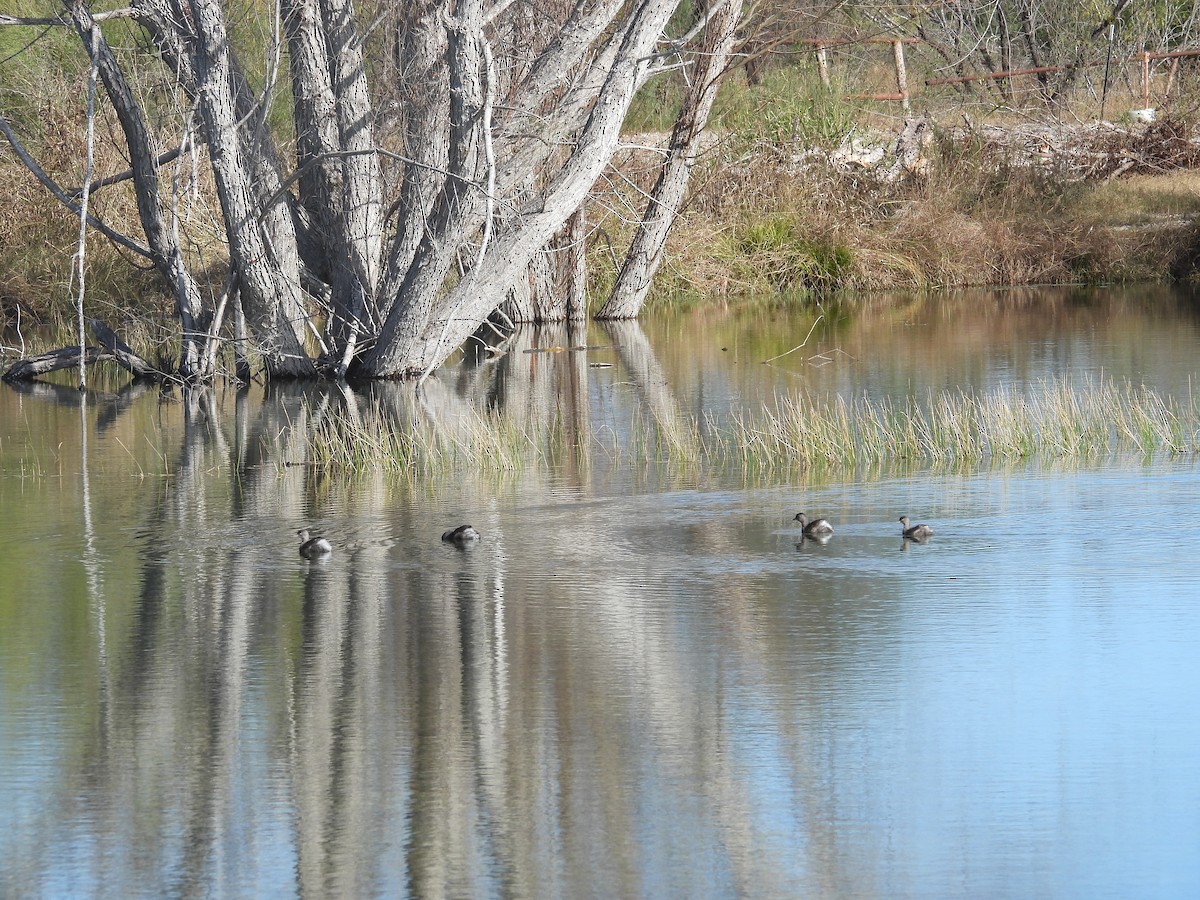 Least Grebe - ML647856234