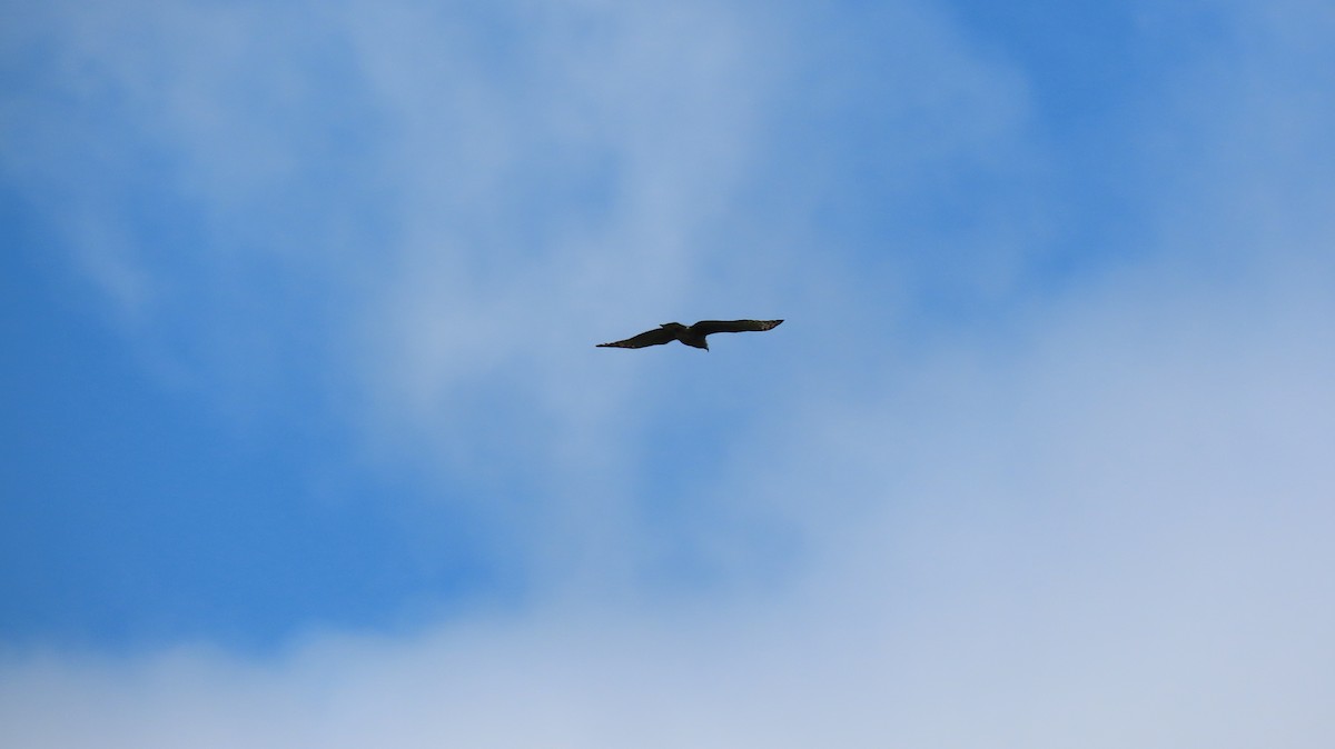 Hook-billed Kite - ML647856237