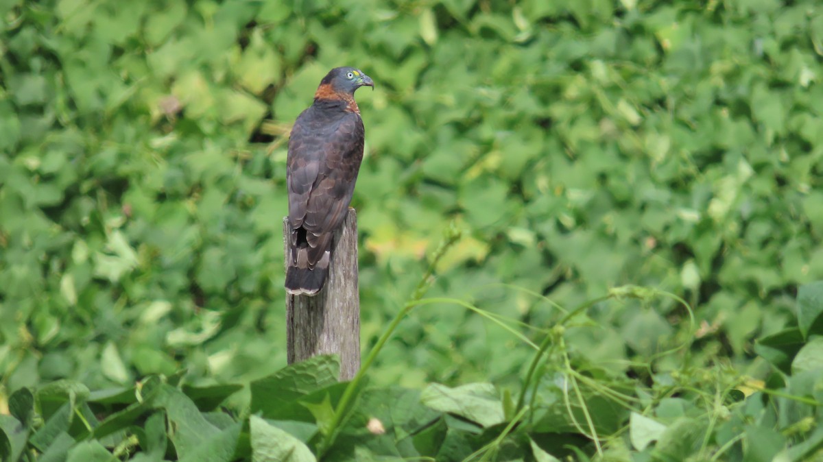 Hook-billed Kite - ML647856239