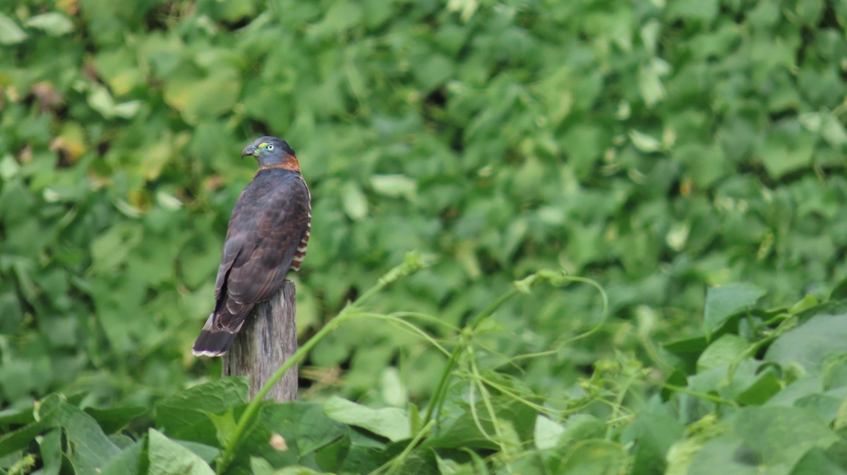 Hook-billed Kite - ML647856240