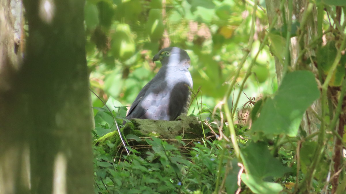 Hook-billed Kite - ML647856241