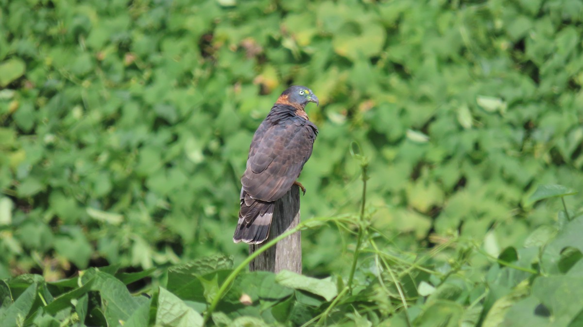 Hook-billed Kite - ML647856242