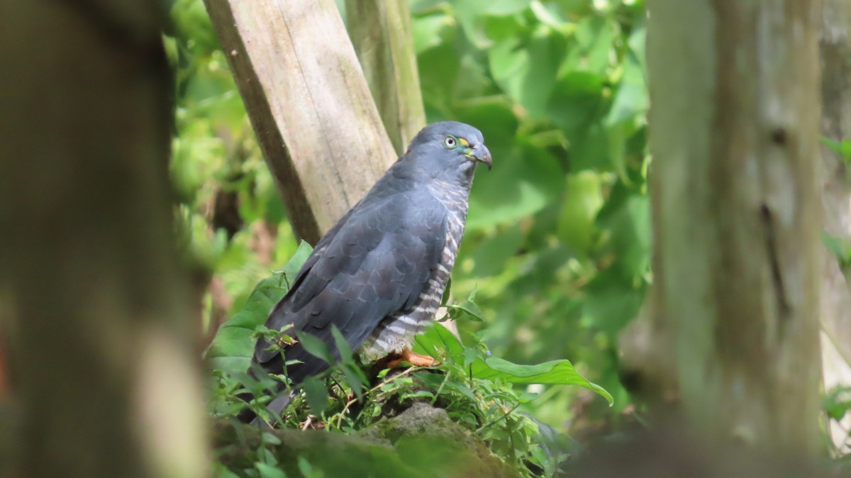 Hook-billed Kite - ML647856243