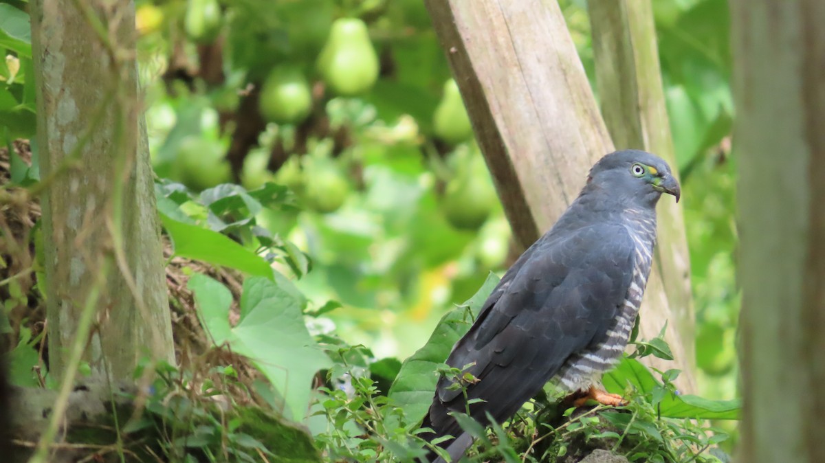Hook-billed Kite - ML647856244