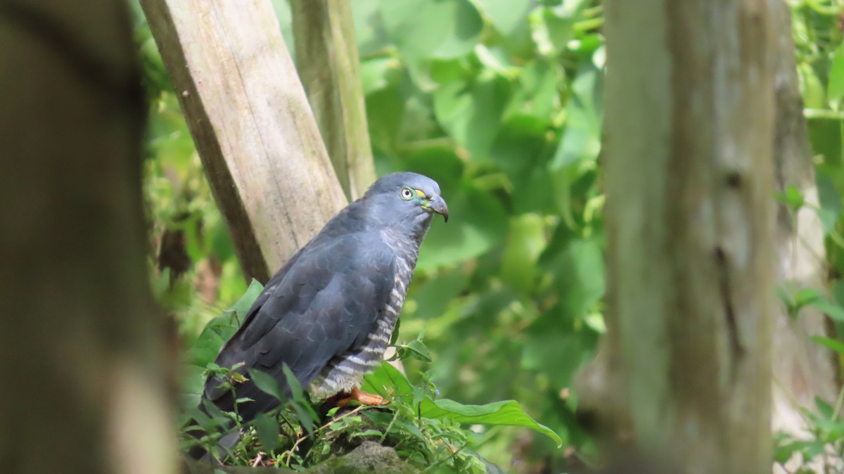 Hook-billed Kite - ML647856245