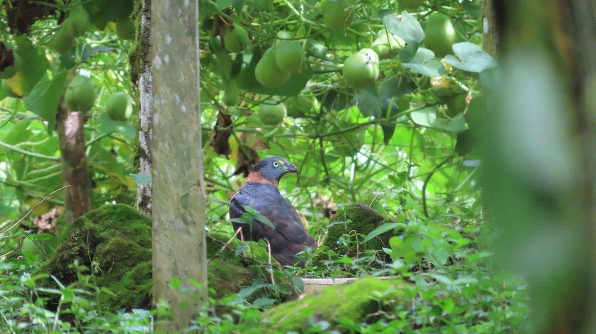 Hook-billed Kite - ML647856247