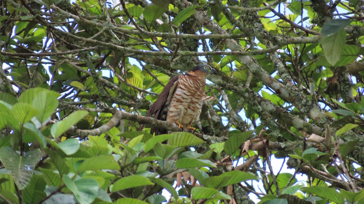 Hook-billed Kite - ML647856248