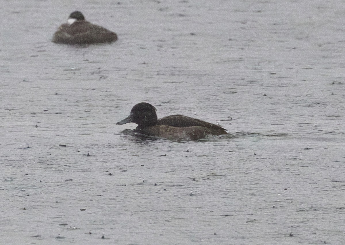 Tufted Duck - ML647856253