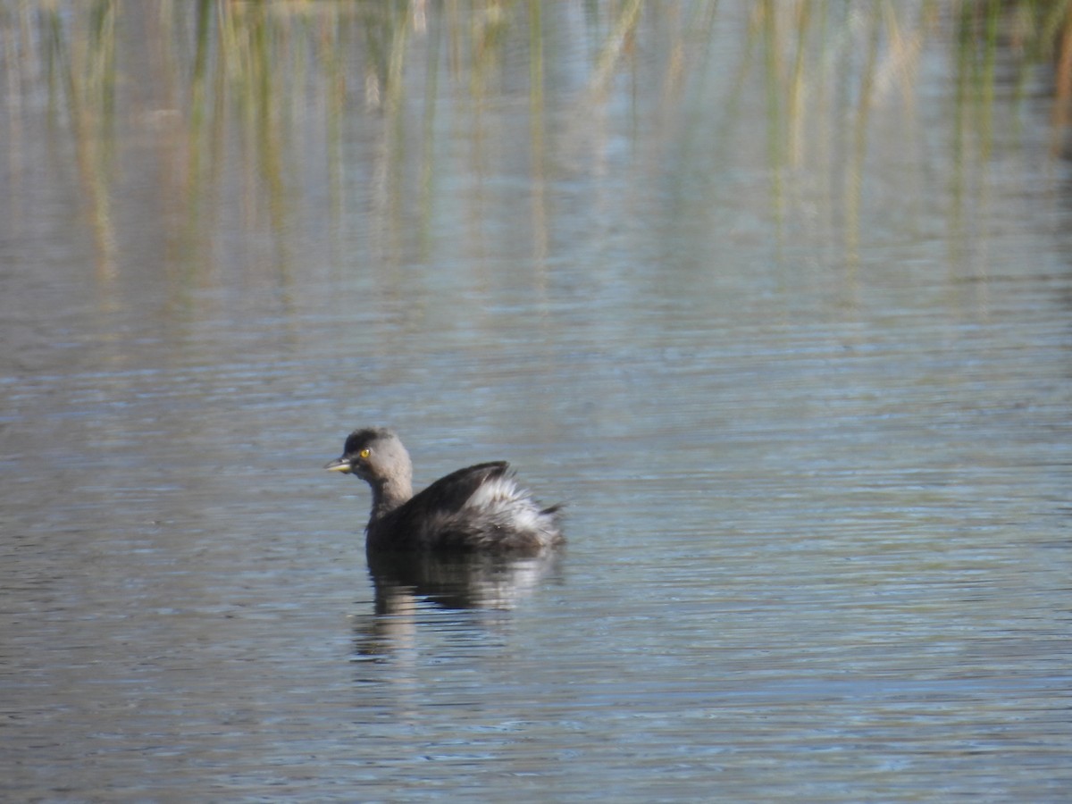 Least Grebe - ML647856278