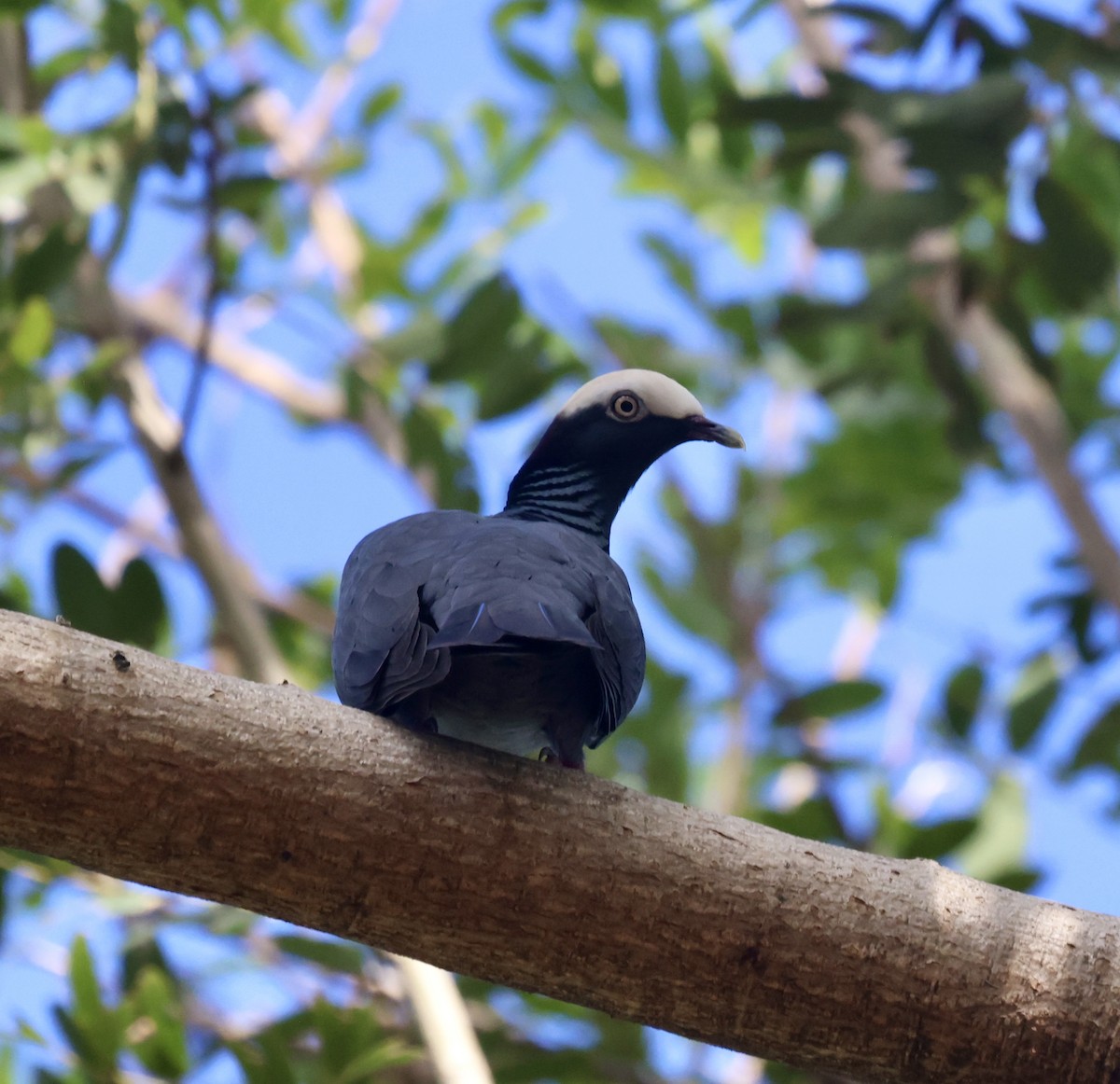 holub antilský - ML647856303