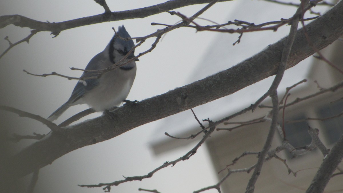 Blue Jay - ML647856334