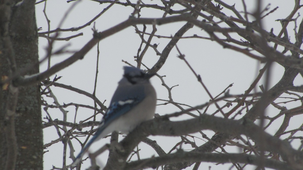 Blue Jay - ML647856339