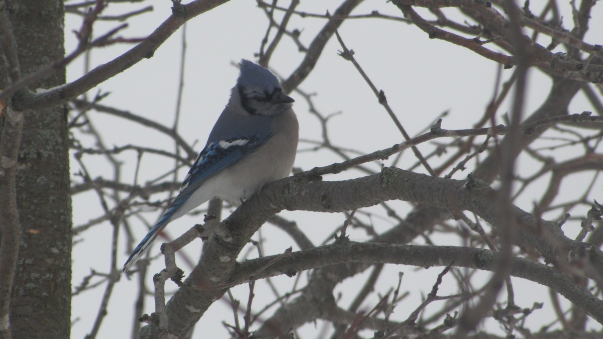 Blue Jay - ML647856344