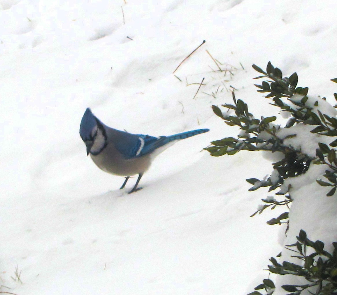 Blue Jay - ML647856361