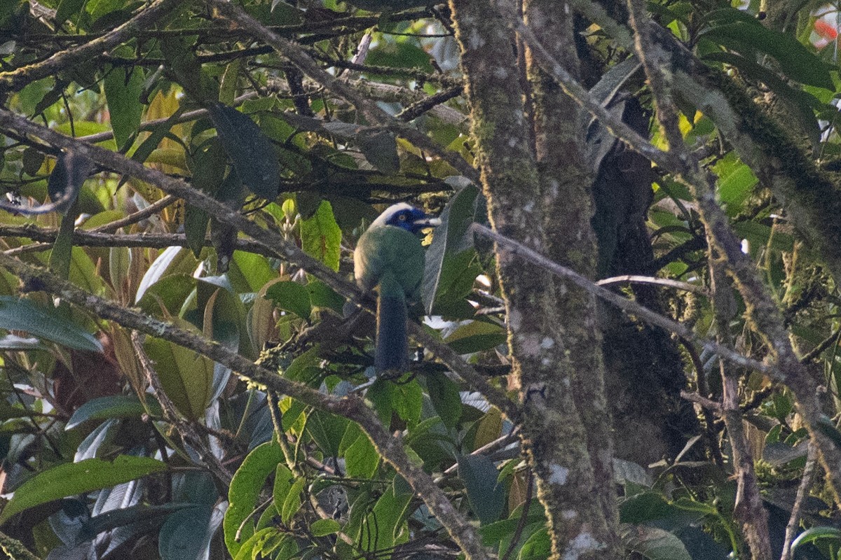 Geai vert (groupe yncas) - ML647856411