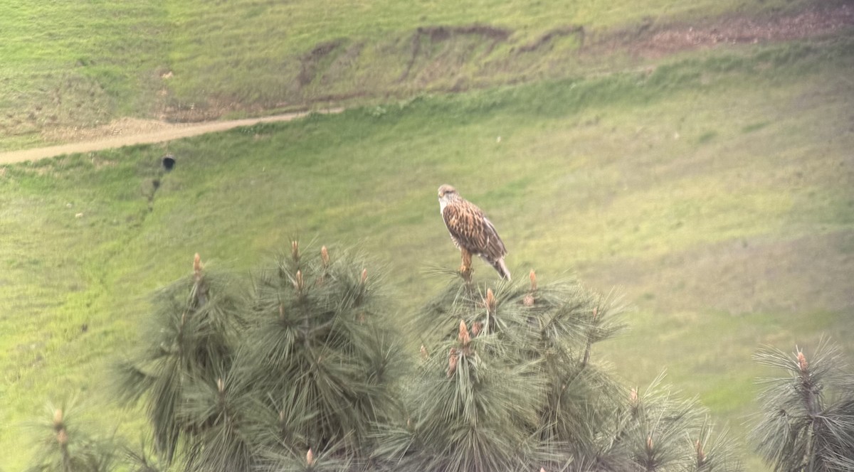 kongevåk - ML647856416