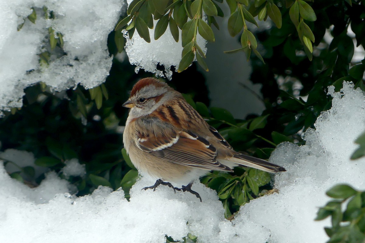 bjørkespurv - ML647856433