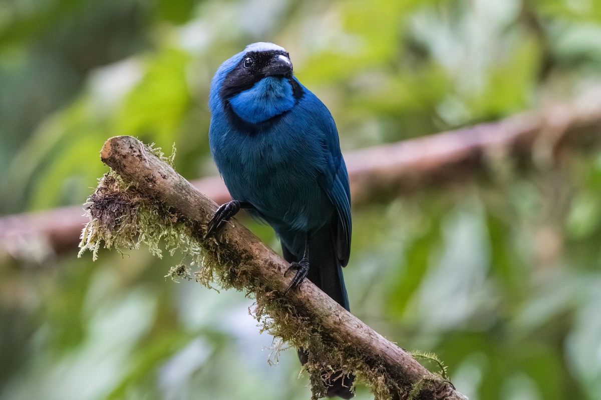 Turquoise Jay - ML647856448