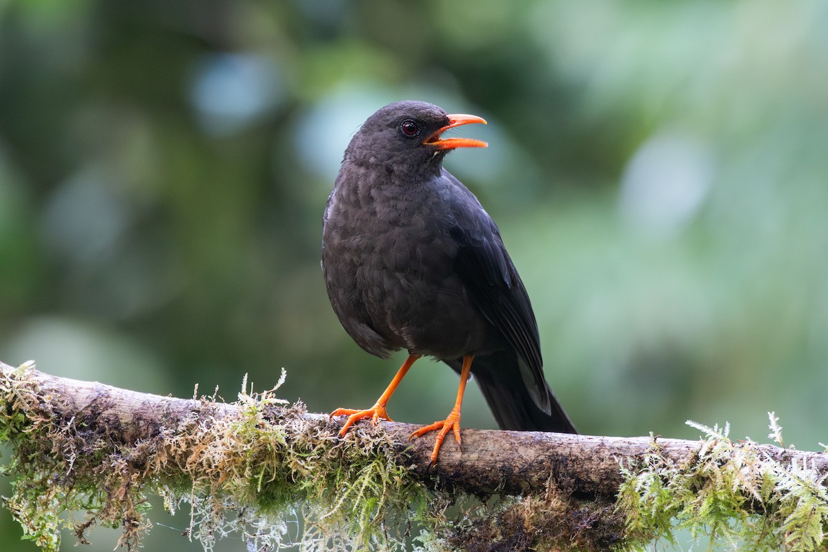 Great Thrush - ML647856471