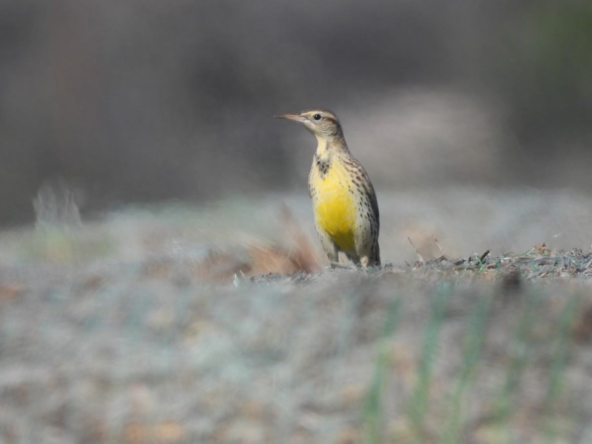 Sturnelle de l'Ouest - ML647856502