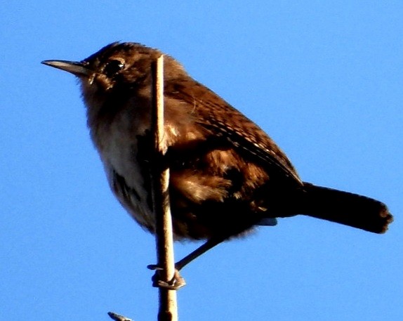 Southern House Wren - ML647856506