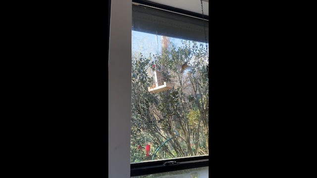 Червоїд оливковий - ML647856509