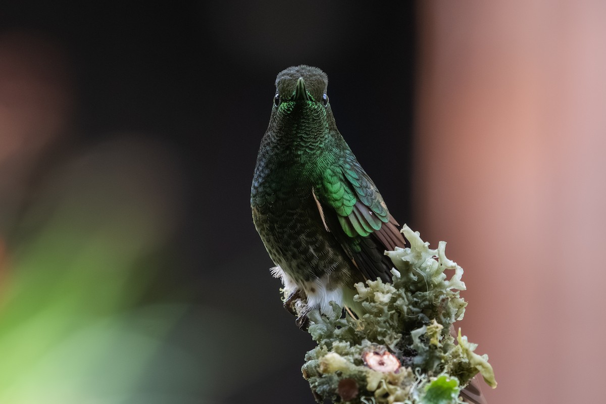 Chestnut-breasted Coronet - ML647856510