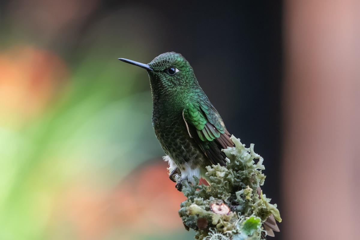 Chestnut-breasted Coronet - ML647856511