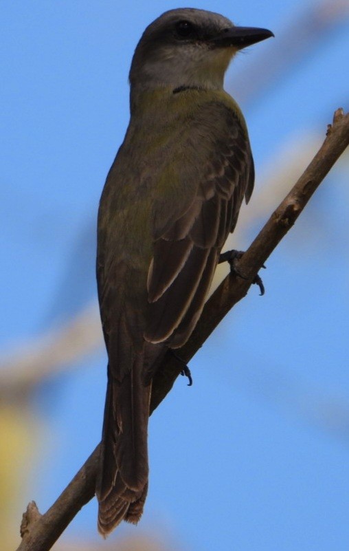 Tropikal Taklitçi - ML647856523