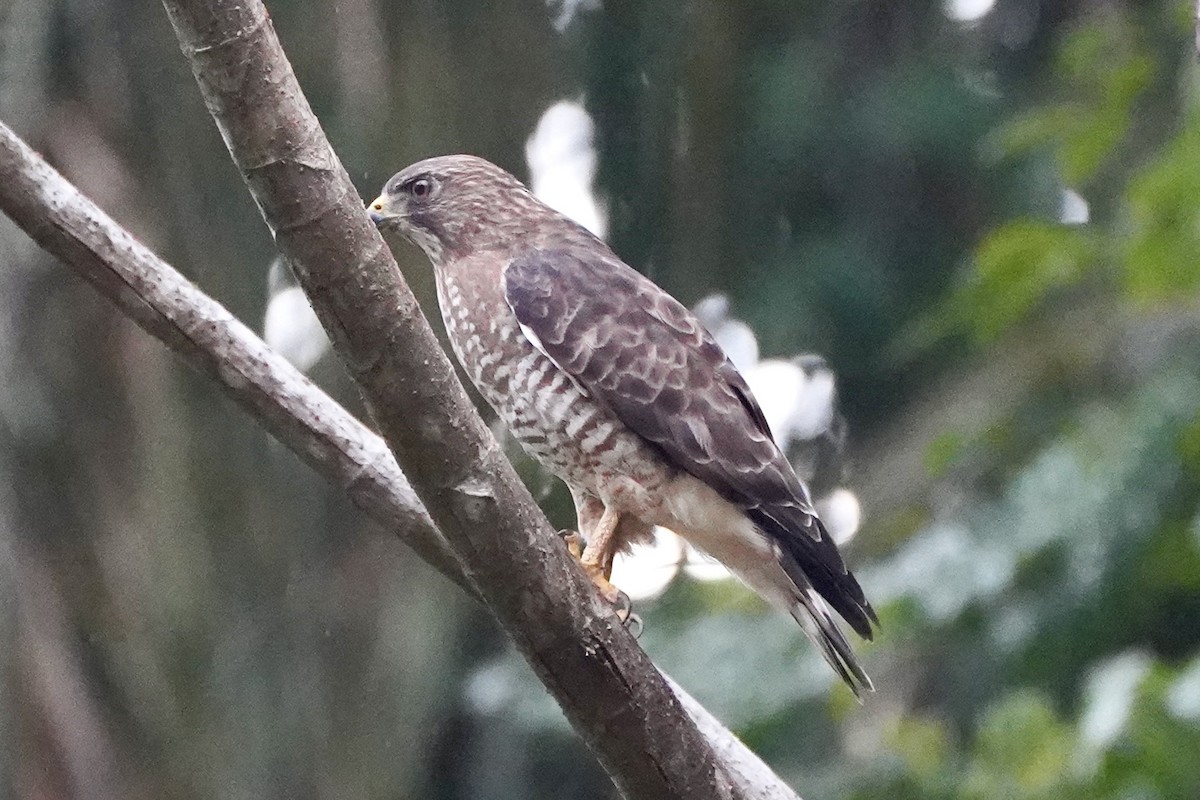 Broad-winged Hawk - ML647856524