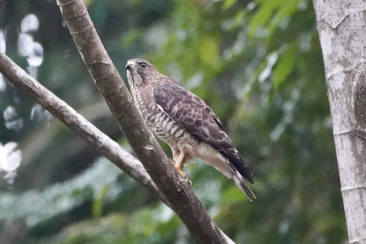 Broad-winged Hawk - ML647856525
