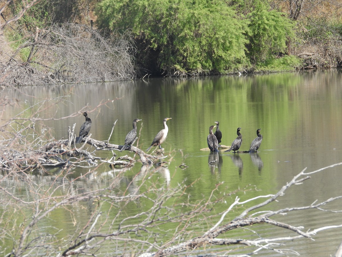 Cormoran à aigrettes - ML647856531
