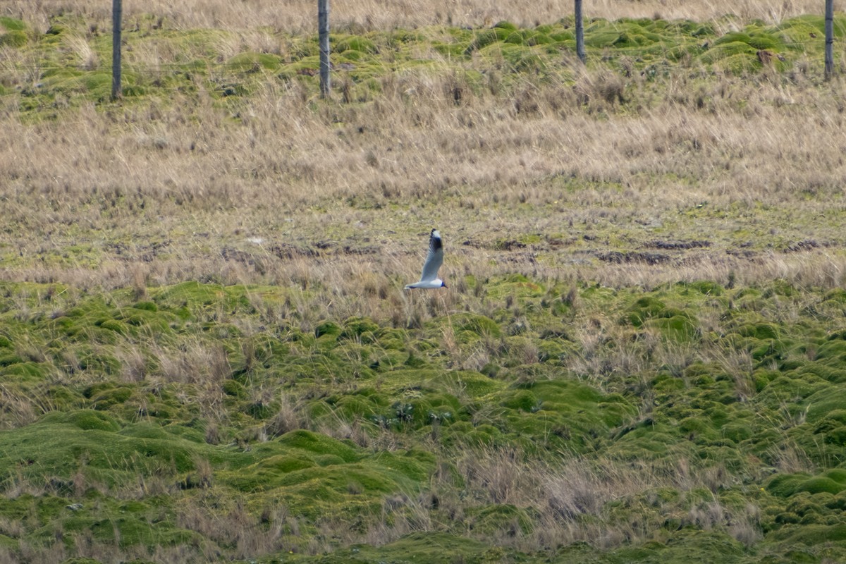 Andean Gull - ML647856546