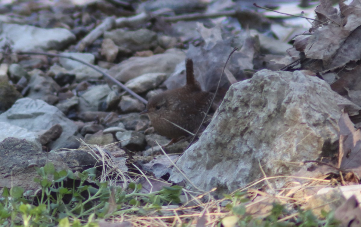 střízlík kanadský - ML647856550