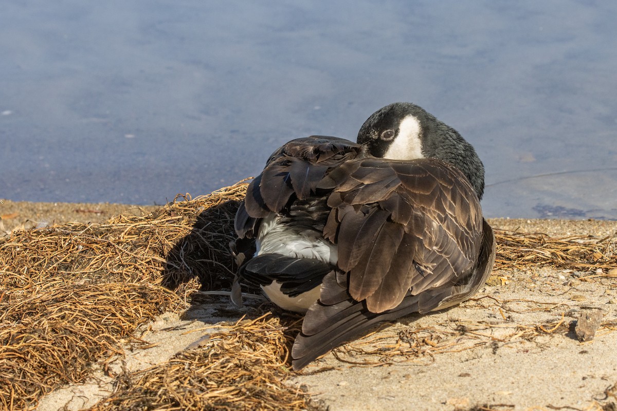 Казарка канадська - ML647856577