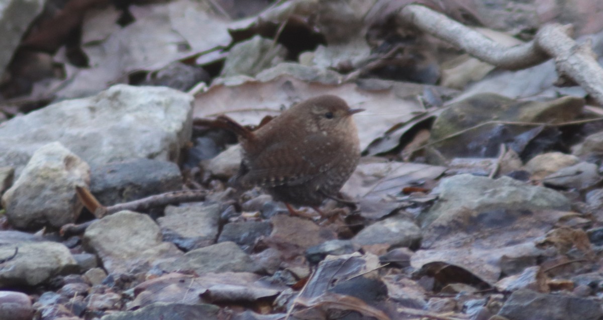 střízlík kanadský - ML647856584