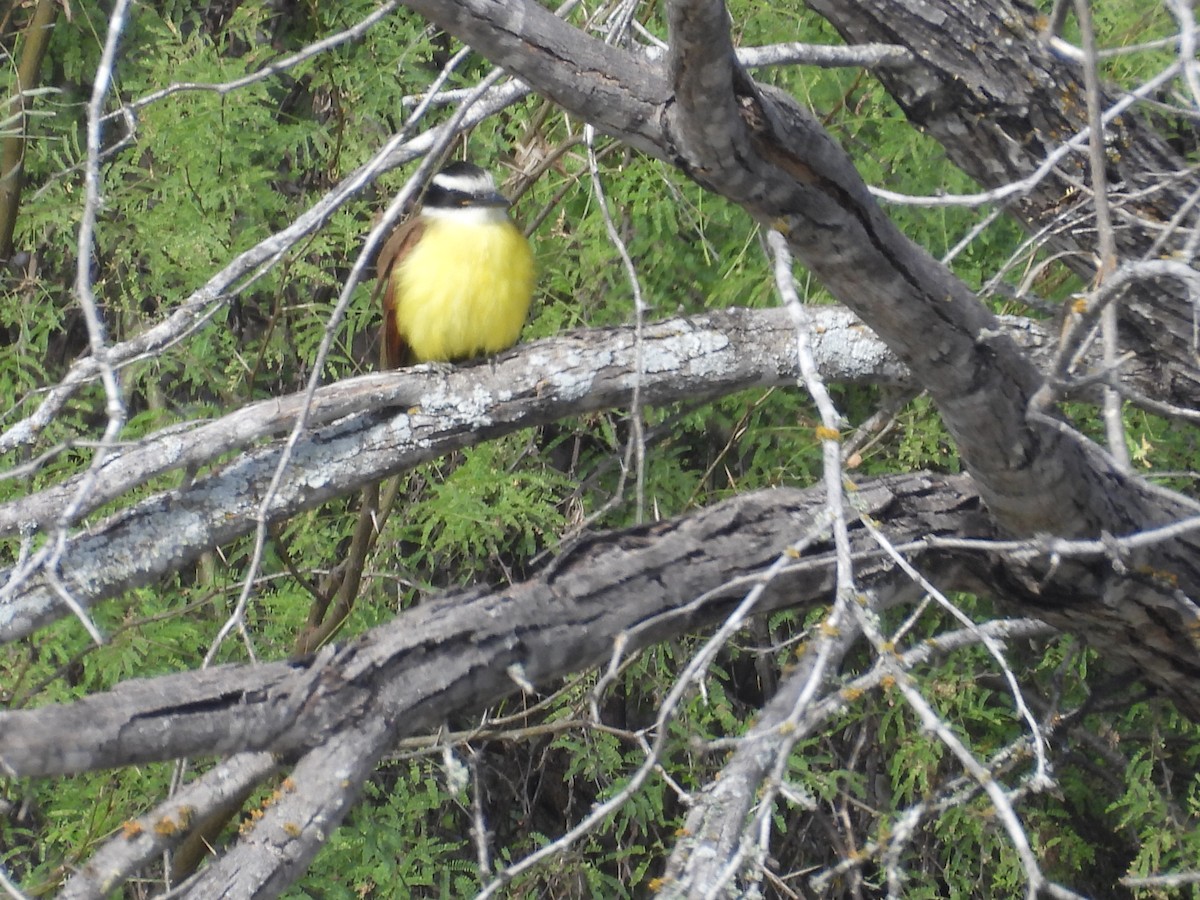 Tyran quiquivi - ML647856610