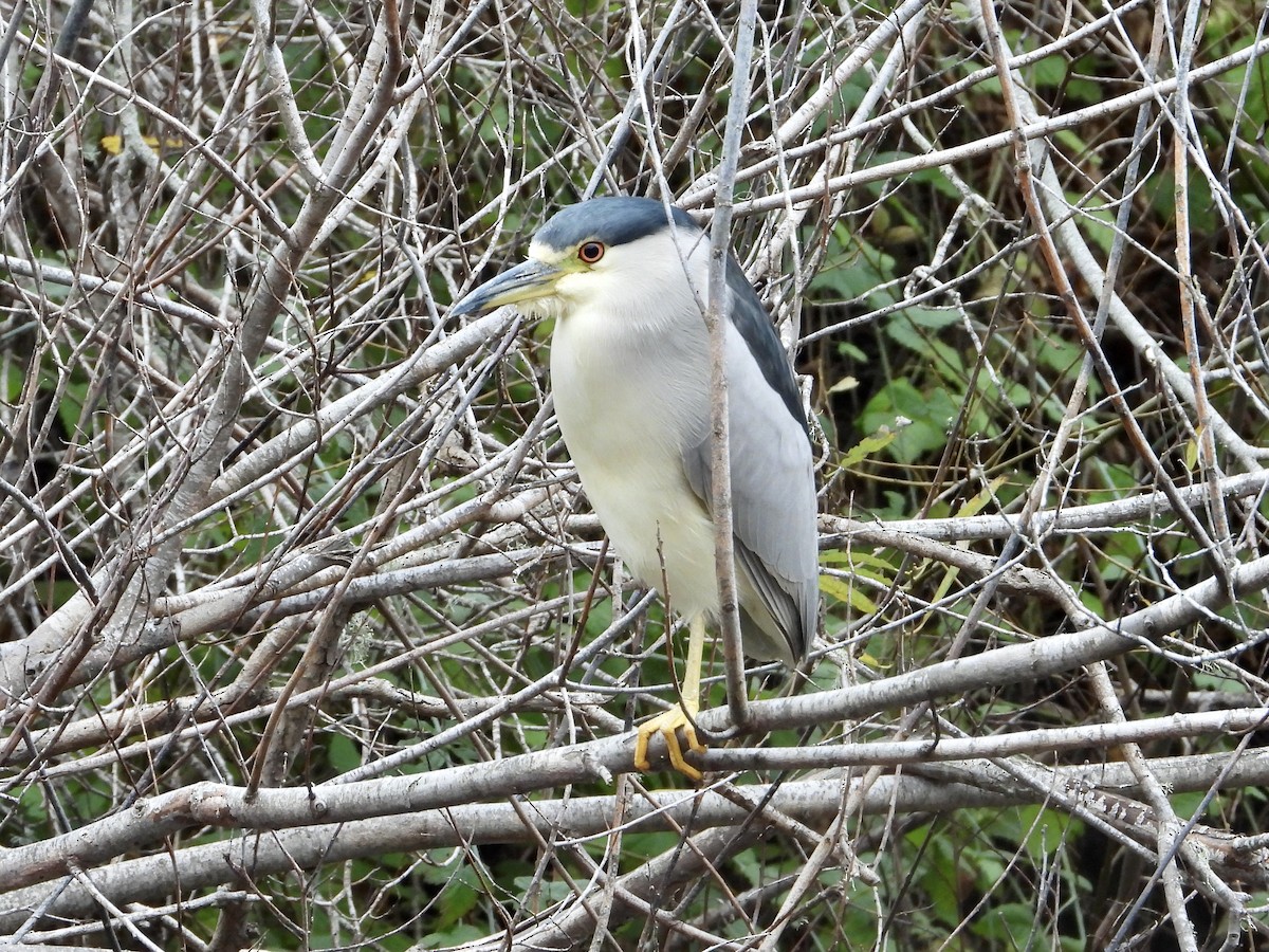 夜鷺 - ML647856616