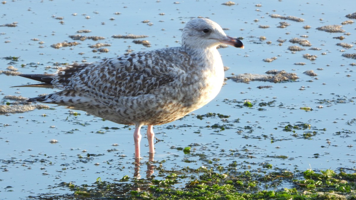 European Herring Gull - ML647856617