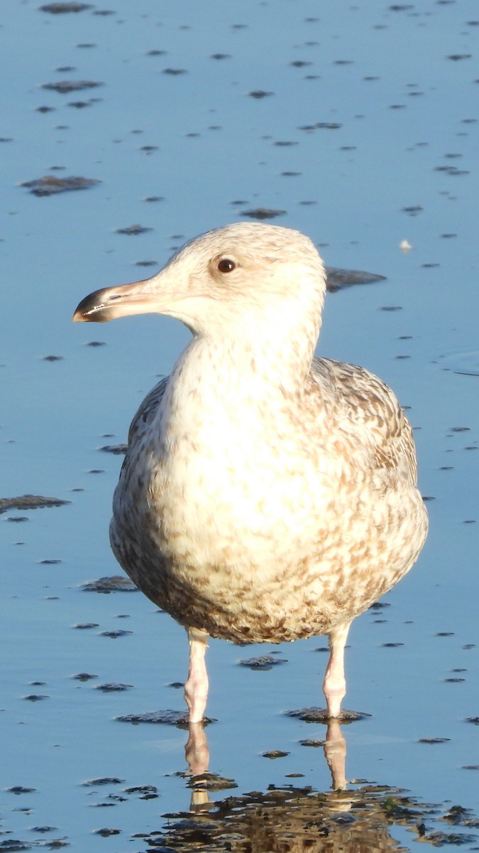 European Herring Gull - ML647856618