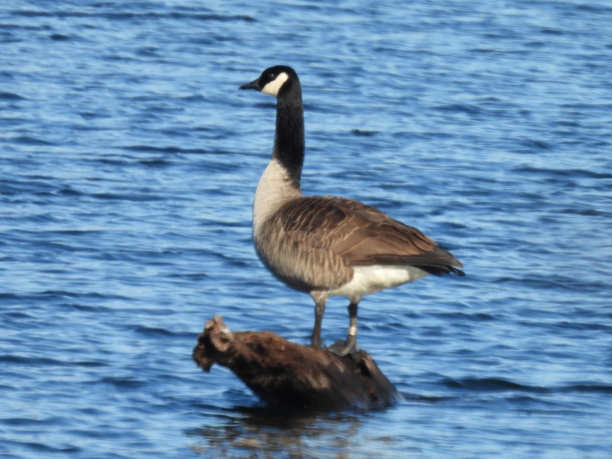 Canada Goose - ML647856620