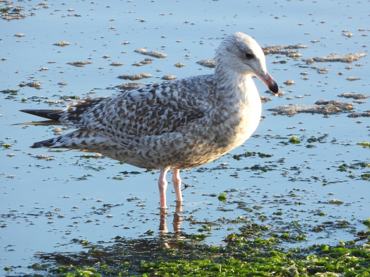 European Herring Gull - ML647856621