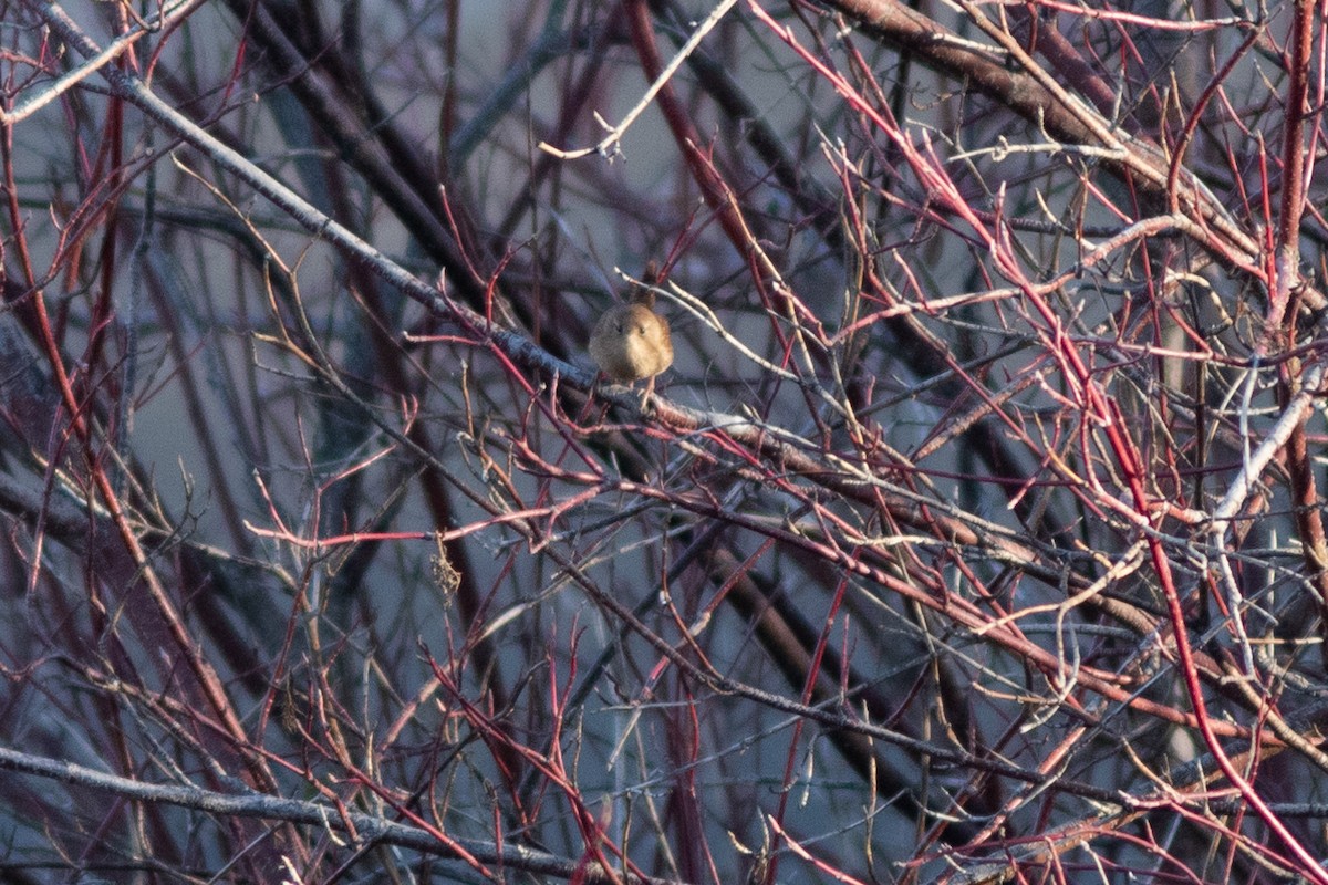 střízlík kanadský - ML647856622